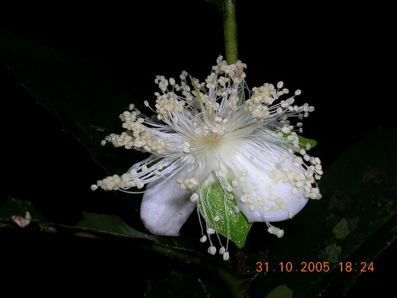 Eugenia puberula — houseplant care guide