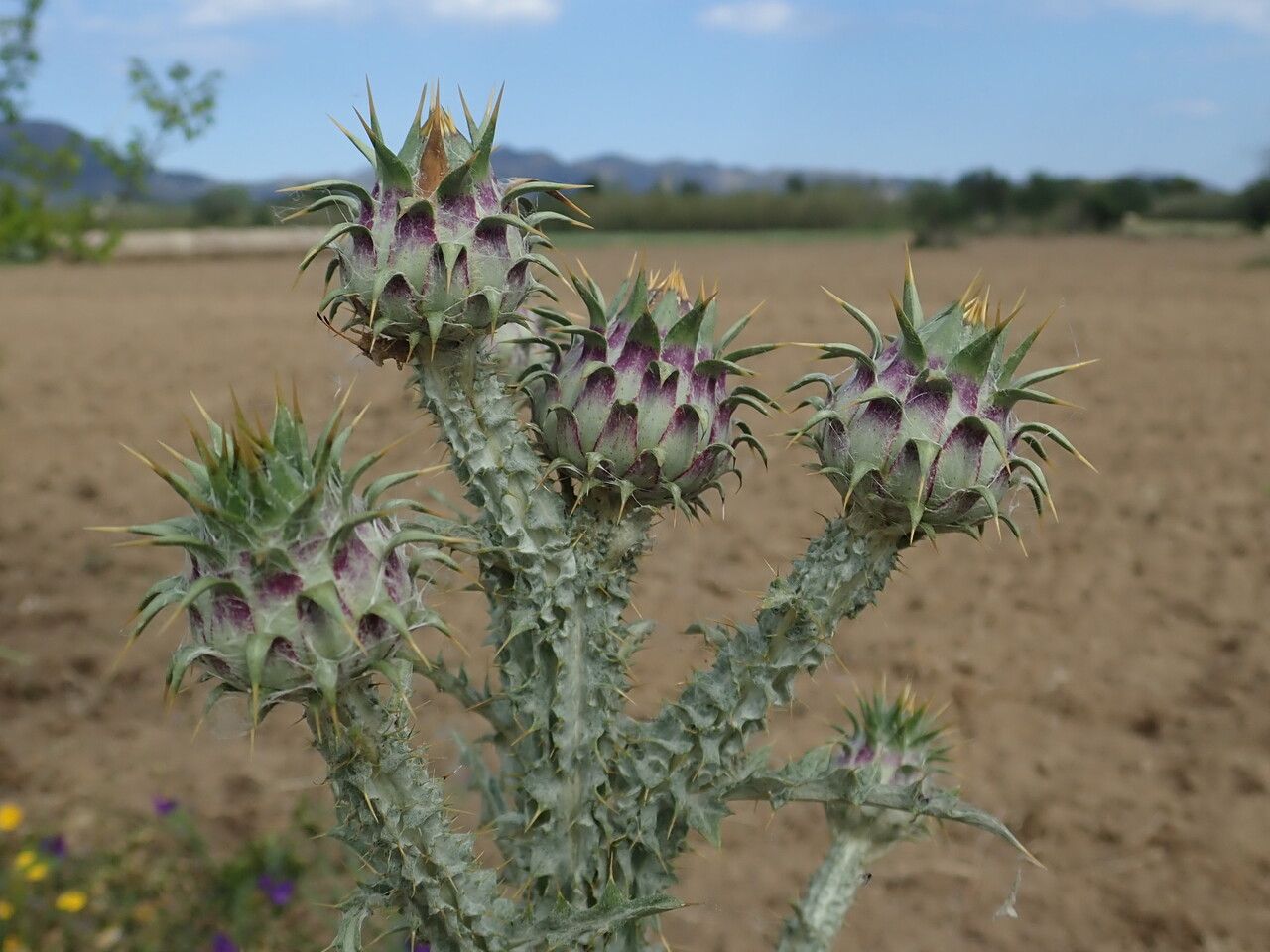 Onopordum illyricum flower