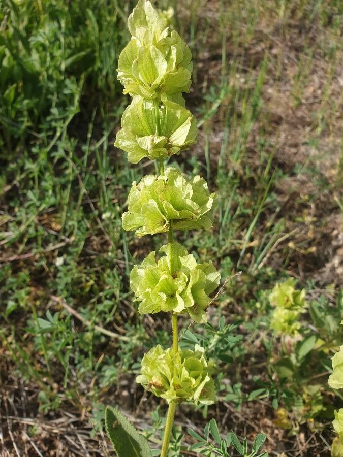 Salvia absconditiflora flower