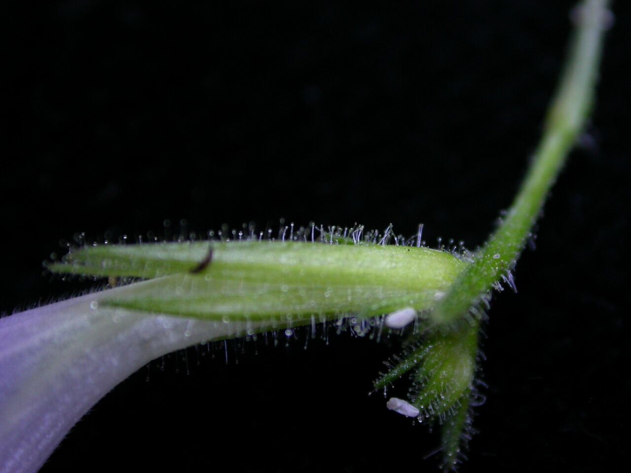 Strobilanthes violifolia bark