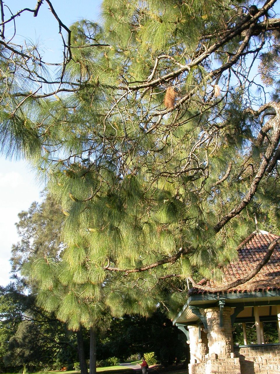 Pinus roxburghii leaf