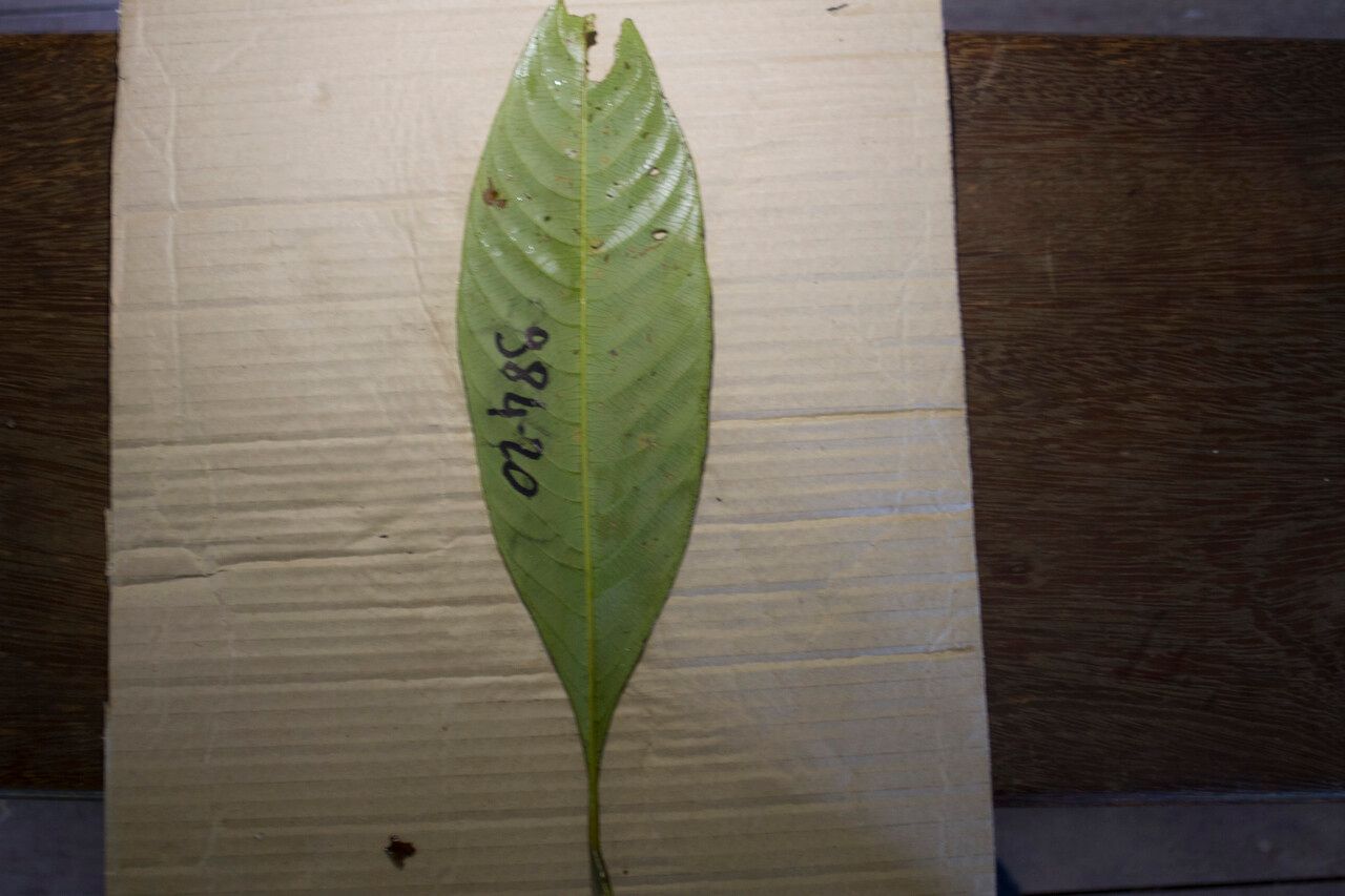 Palicourea quadrifolia — houseplant care guide