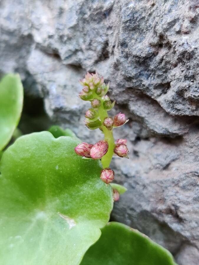Umbilicus horizontalis flower
