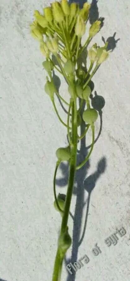 Neslia paniculata flower