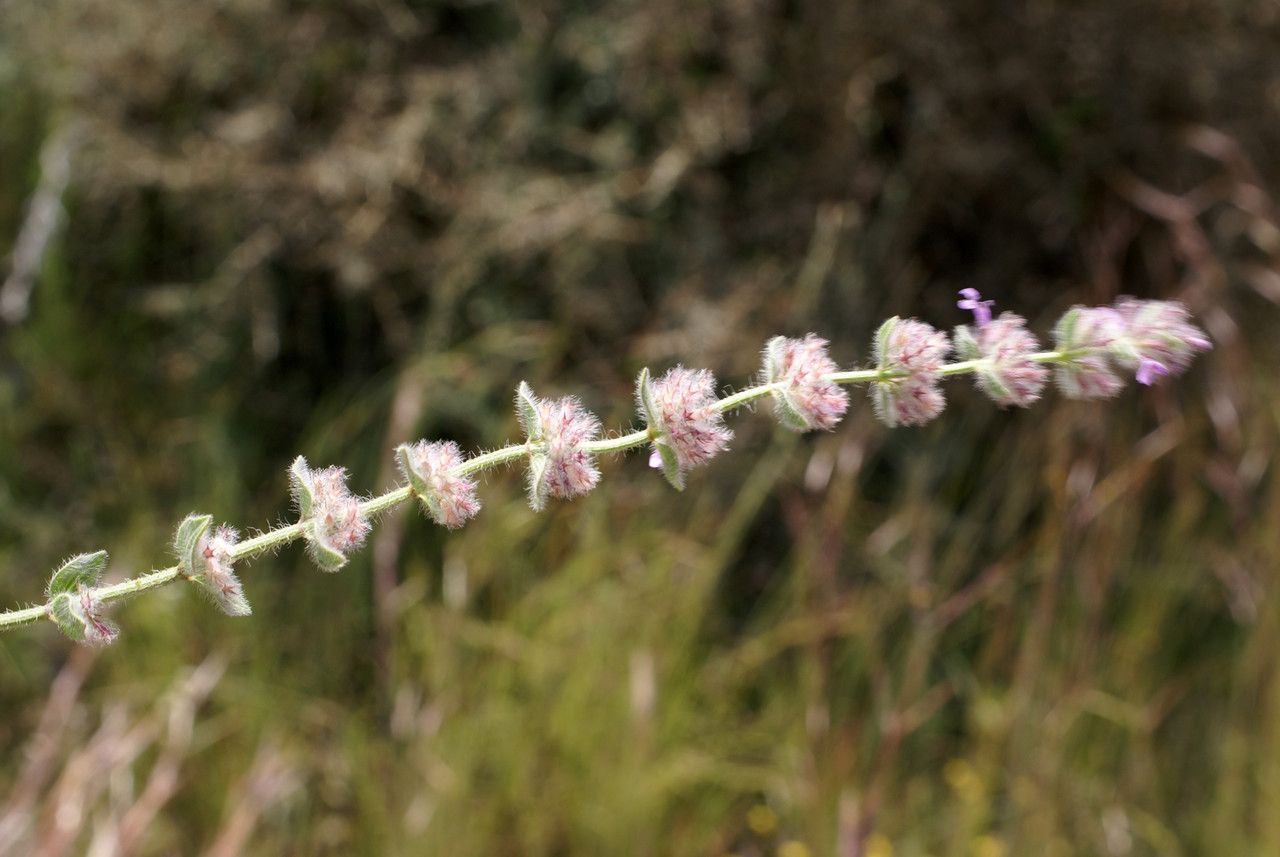 Micromeria myrtifolia habit