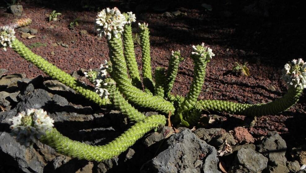Euphorbia heteropodum habit