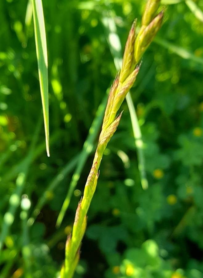 Lolium multiflorum fruit