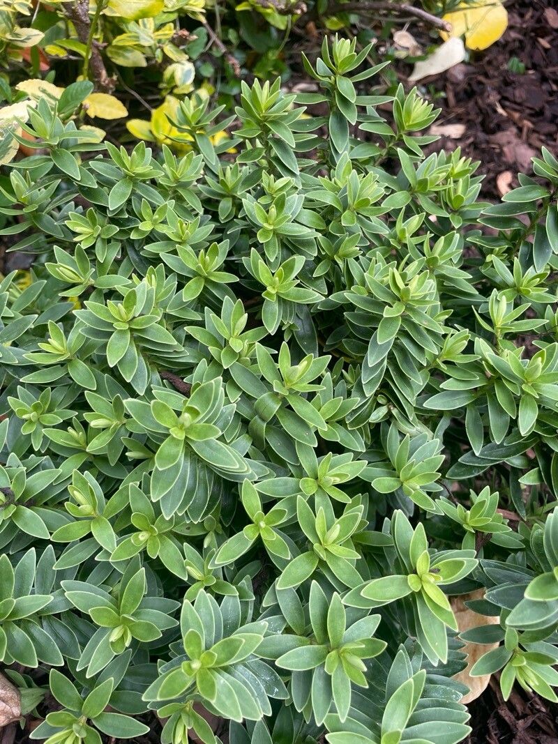 Veronica brachysiphon — search result for 'Veronica'