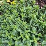 Veronica brachysiphon