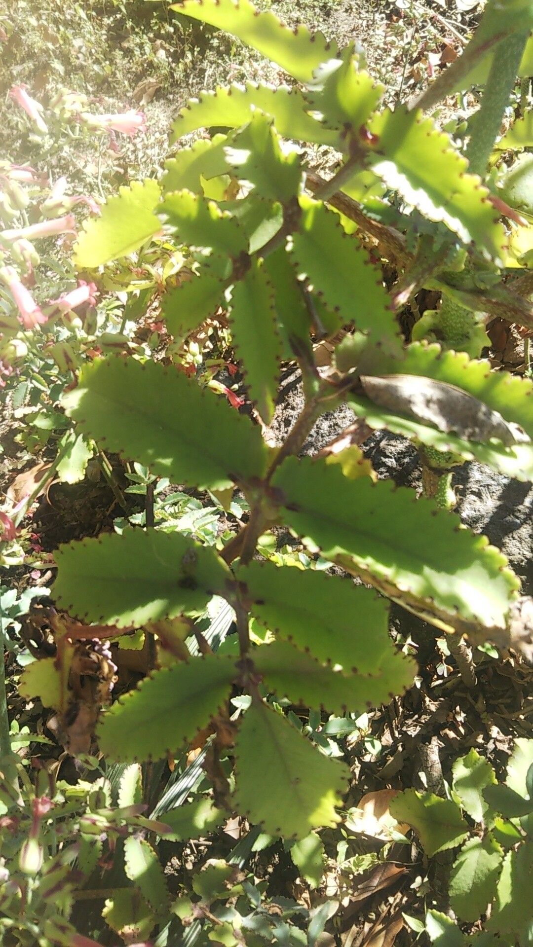 Kalanchoe curvula — houseplant care guide