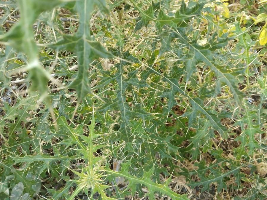Echinops echinatus — search result for 'Pakistan'