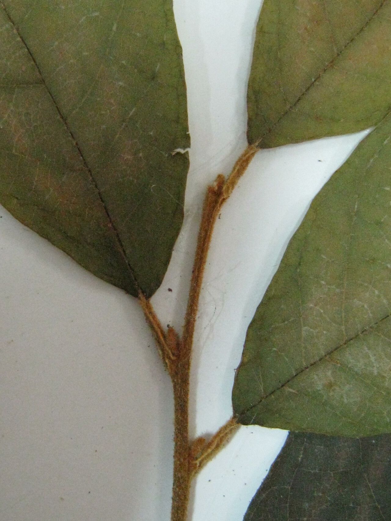 Styrax sieberi other