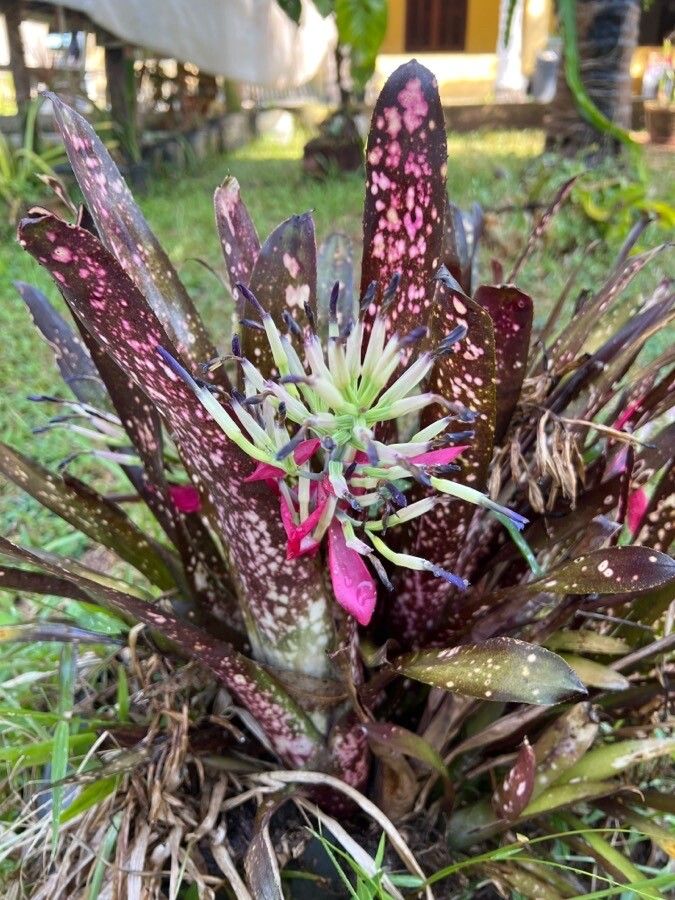Billbergia amoena flower