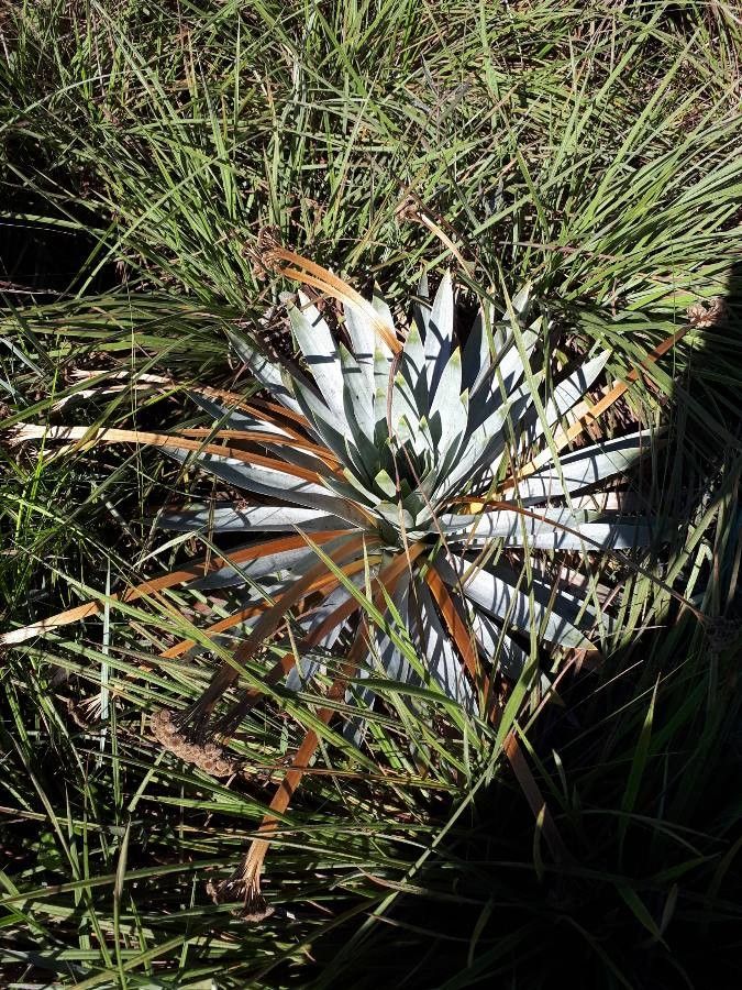 Paepalanthus bromelioides leaf