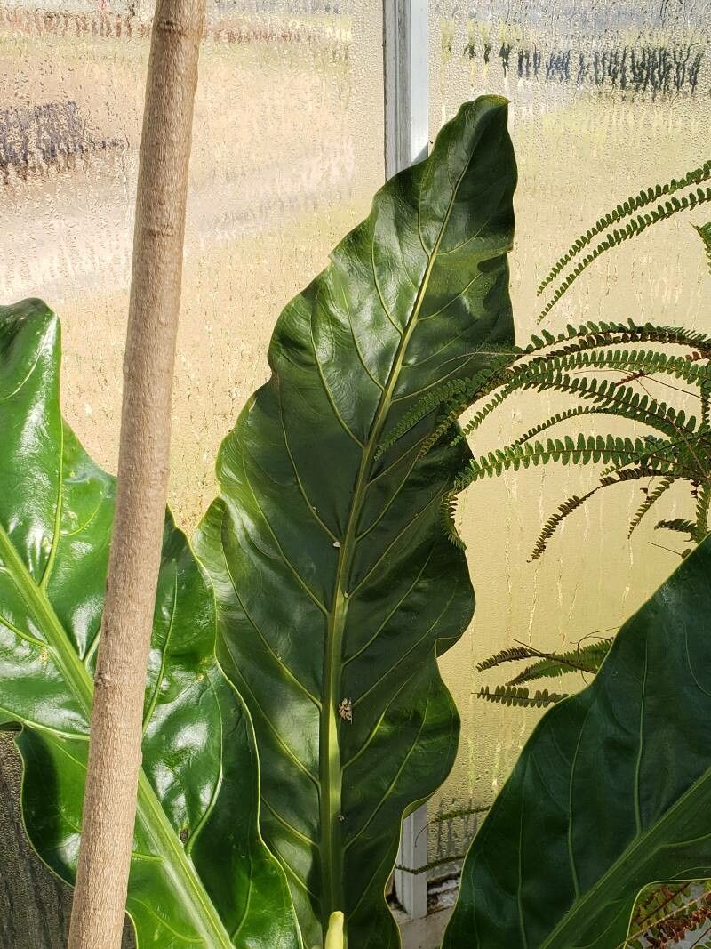 Anthurium harrisii — houseplant care guide