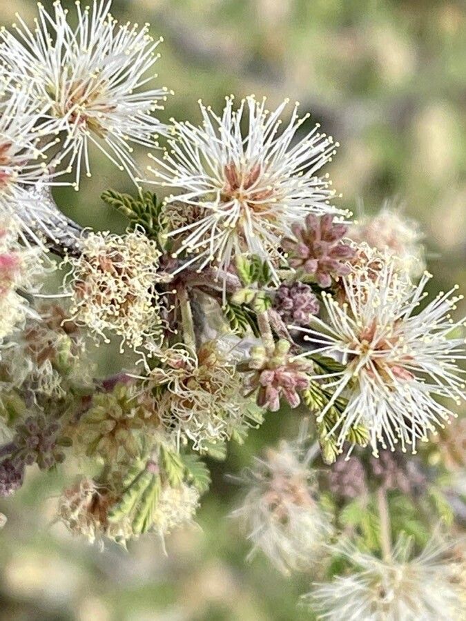 Mimosa aculeaticarpa flower