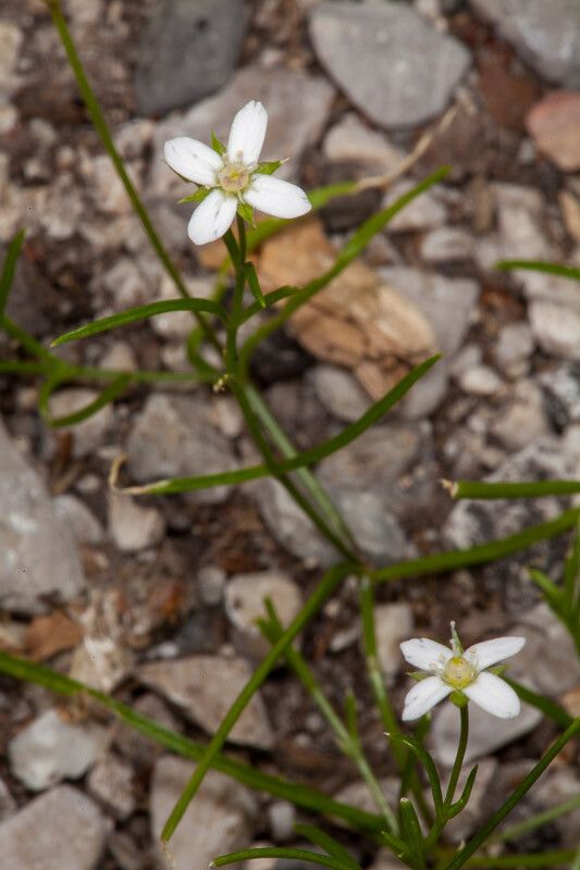 Moehringia tommasinii flower