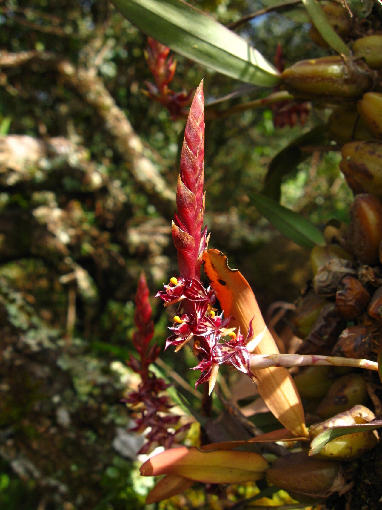 Bulbophyllum nigericum flower