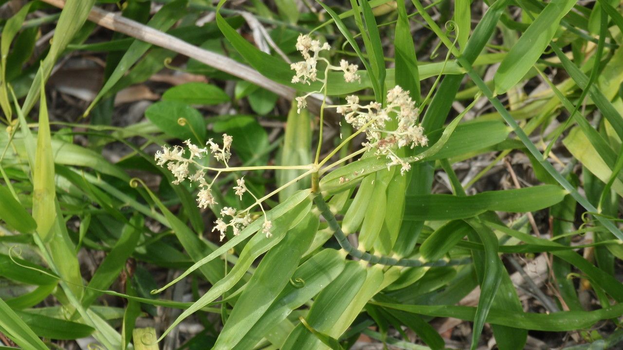 Flagellaria indica flower