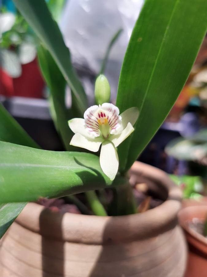 Prosthechea chacaoensis — houseplant care guide