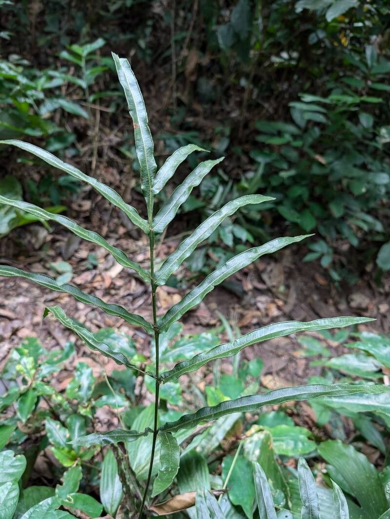 Pteris commutata — search result for 'Pteris'