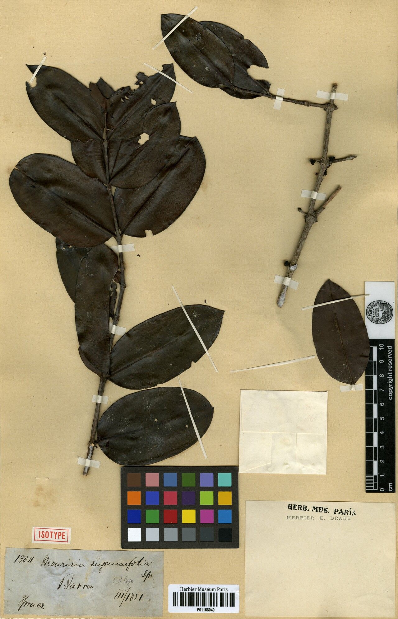 Mouriri eugeniifolia — search result for 'Mouriri'