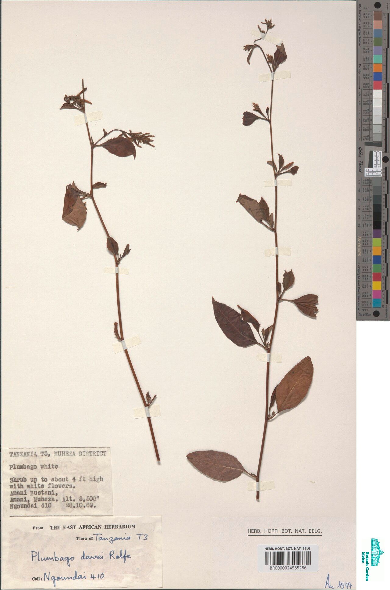 Plumbago dawei — houseplant care guide