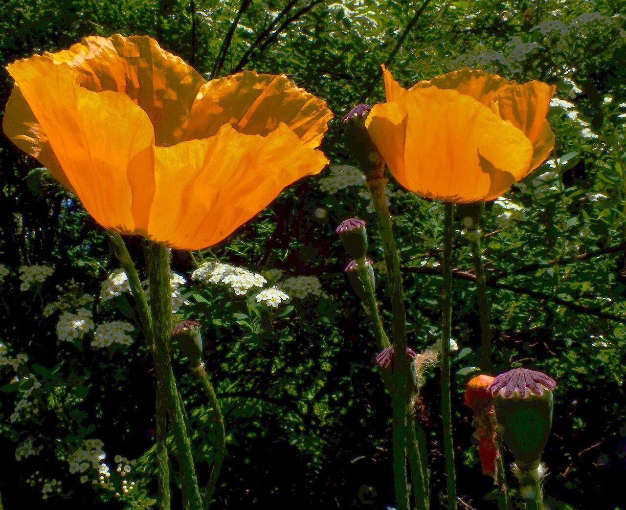 Papaver apulum fruit