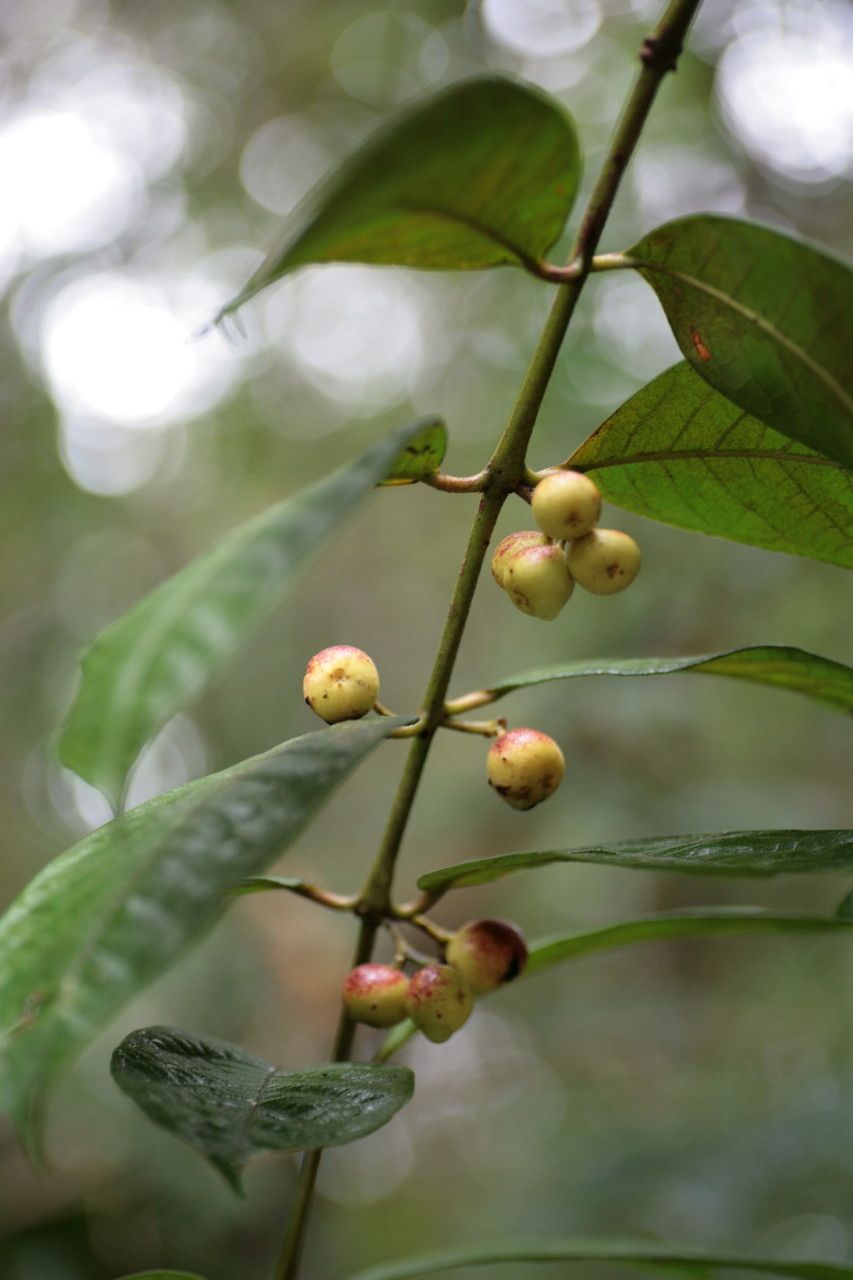 Siparuna guianensis — houseplant care guide