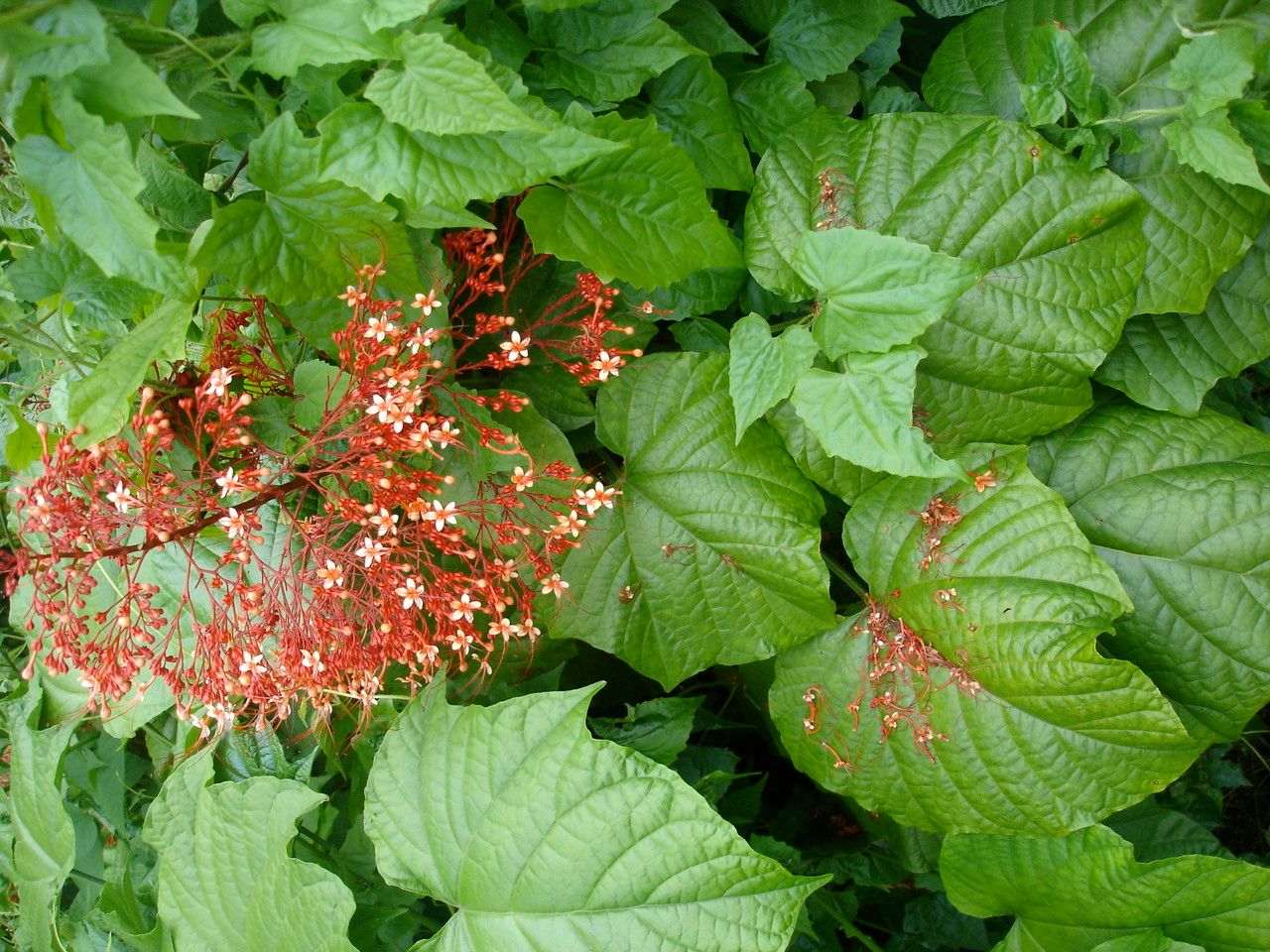 Clerodendrum x speciosum habit