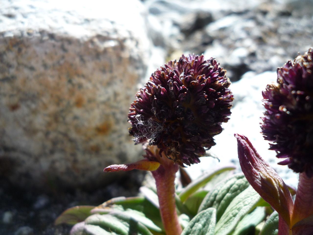 Valeriana pycnantha flower