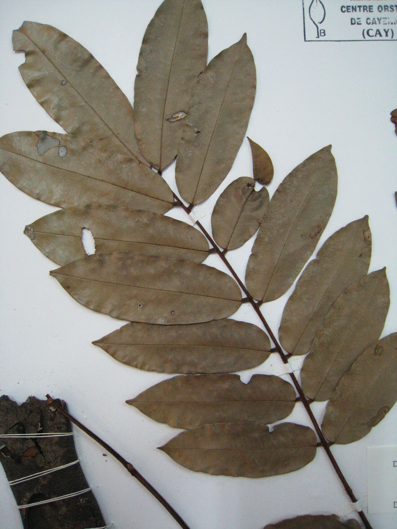 Dimorphandra multiflora other