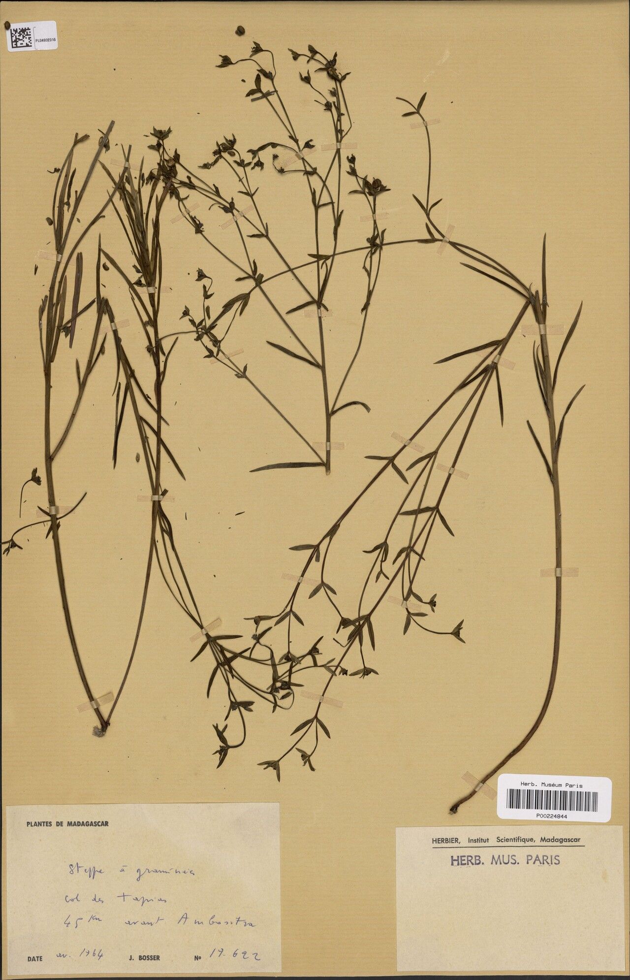 Euphorbia ensifolia — houseplant care guide