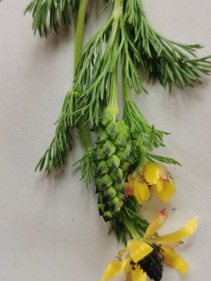 Adonis microcarpa fruit