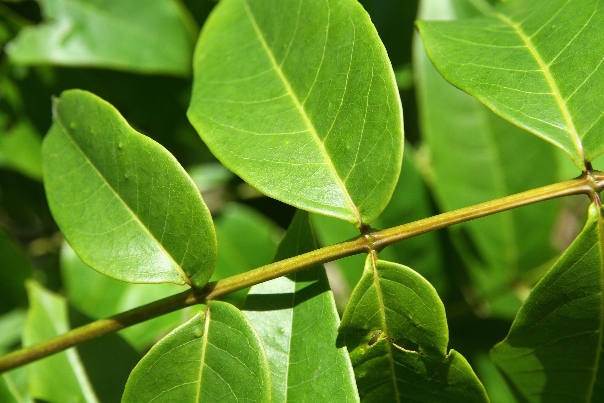 Stereospermum acuminatissimum — related species from the same genus