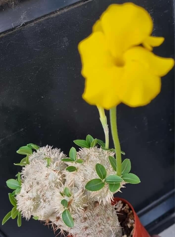 Pachypodium brevicaule leaf