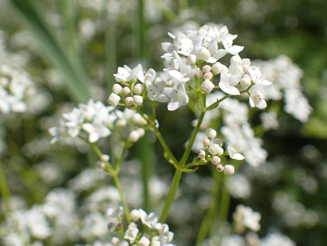 Galium elongatum habit