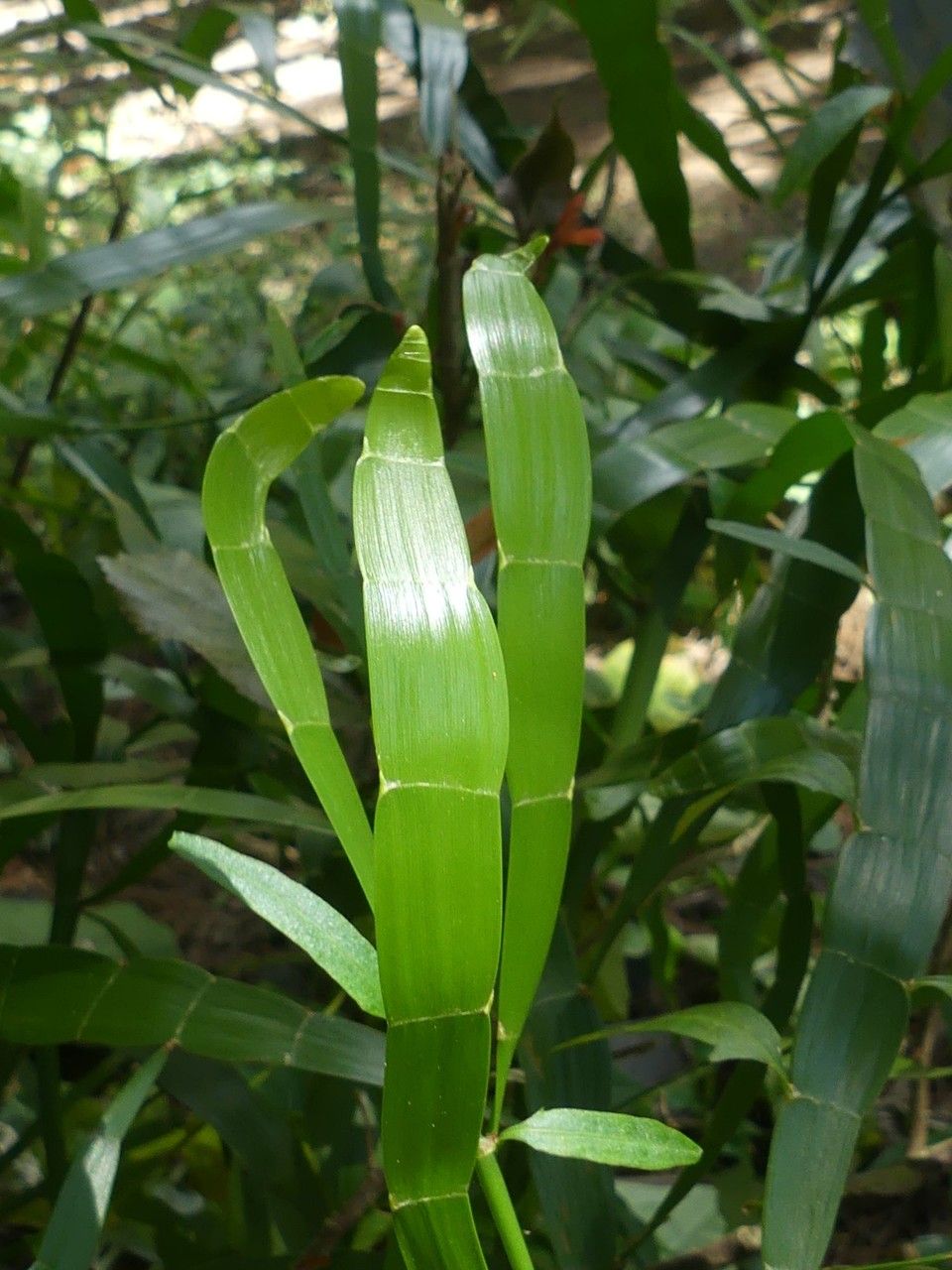 Homalocladium platycladum leaf