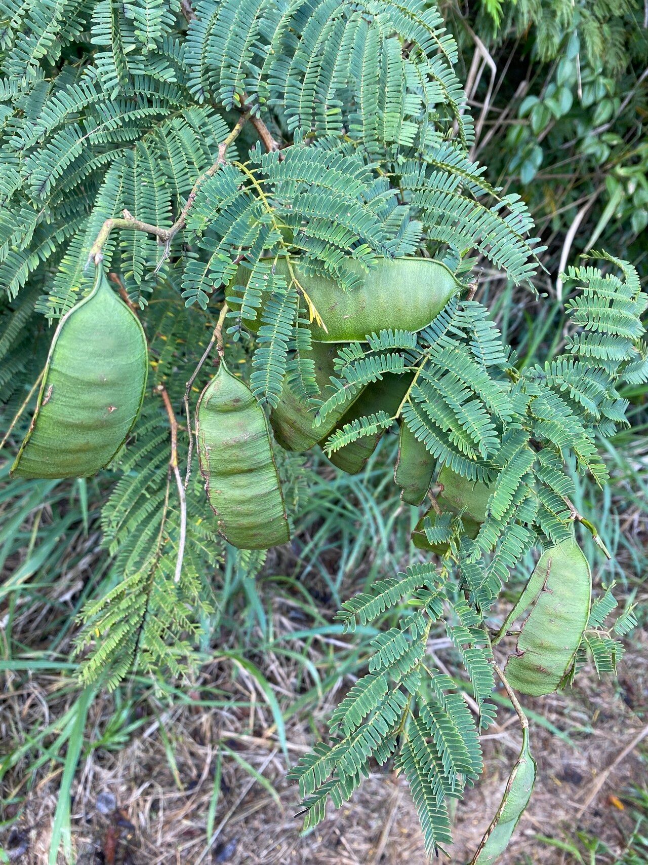 Senegalia amazonica fruit
