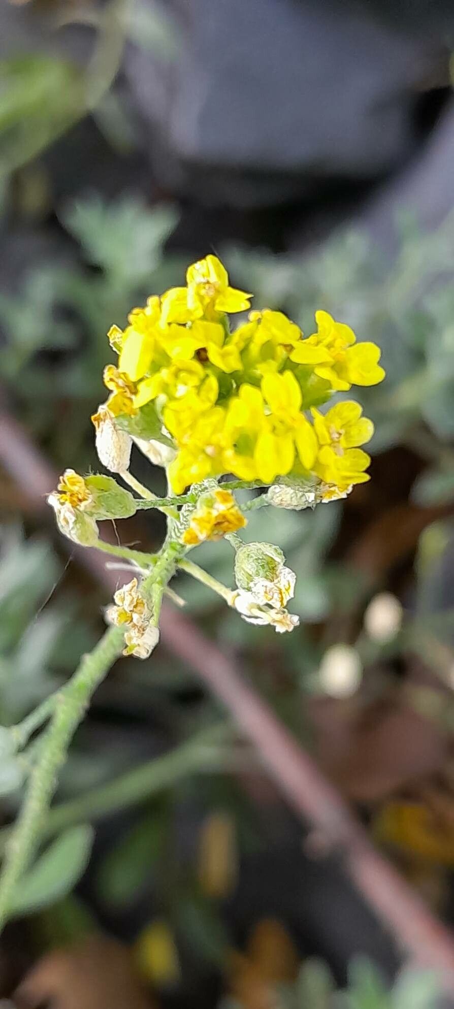 Alyssum wulfenianum flower