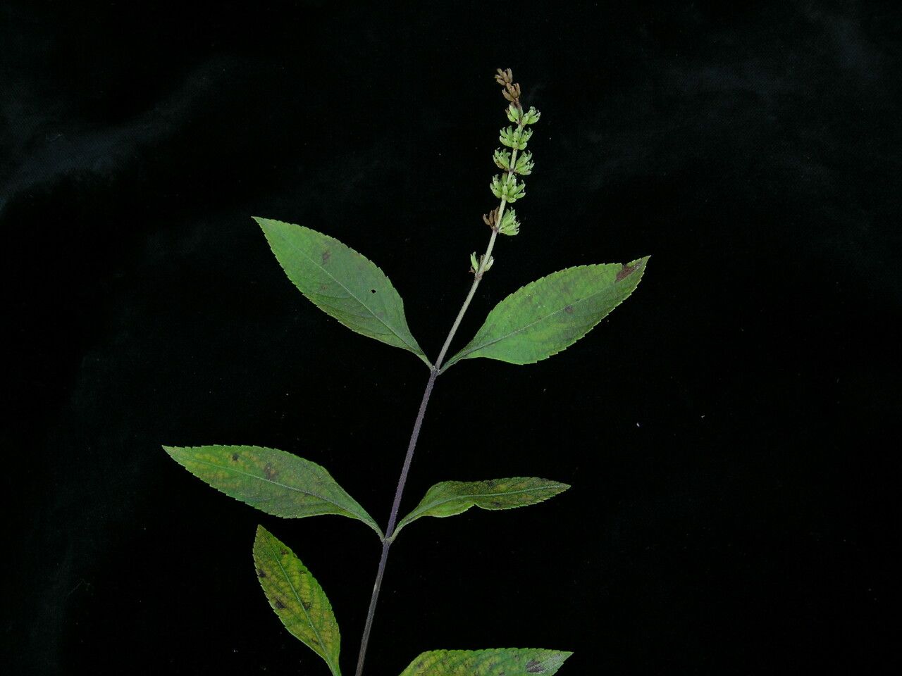 Platostoma coloratum habit