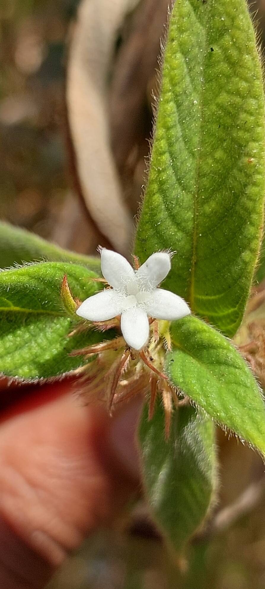 Sabicea acuminata flower