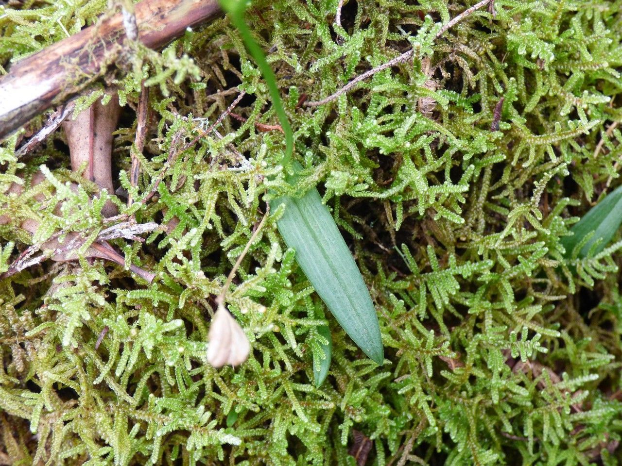 Liparis ambohimangana — related species from the same genus