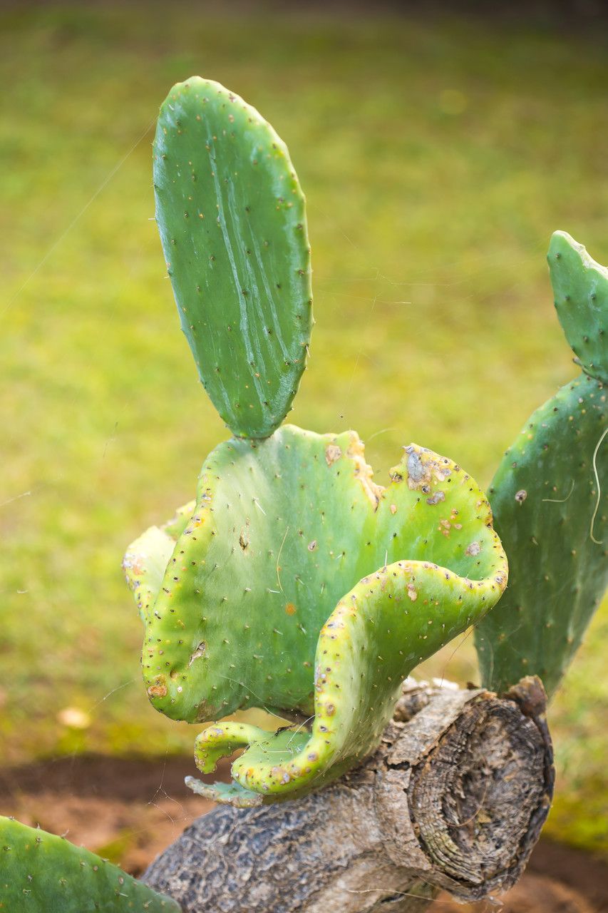 Opuntia maxima — search result for 'Opuntia'