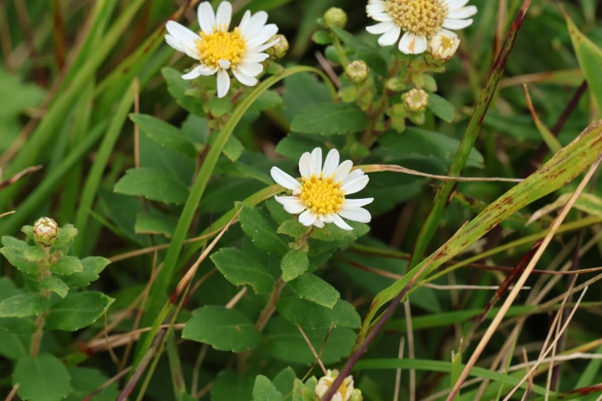Aster viscidulus — houseplant care guide
