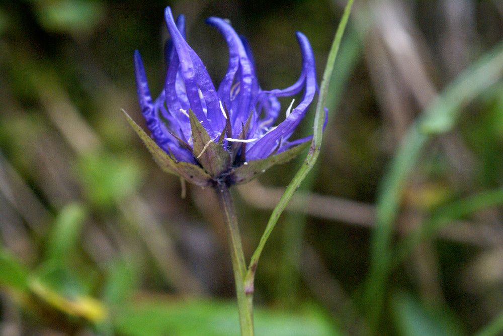 Phyteuma humile flower