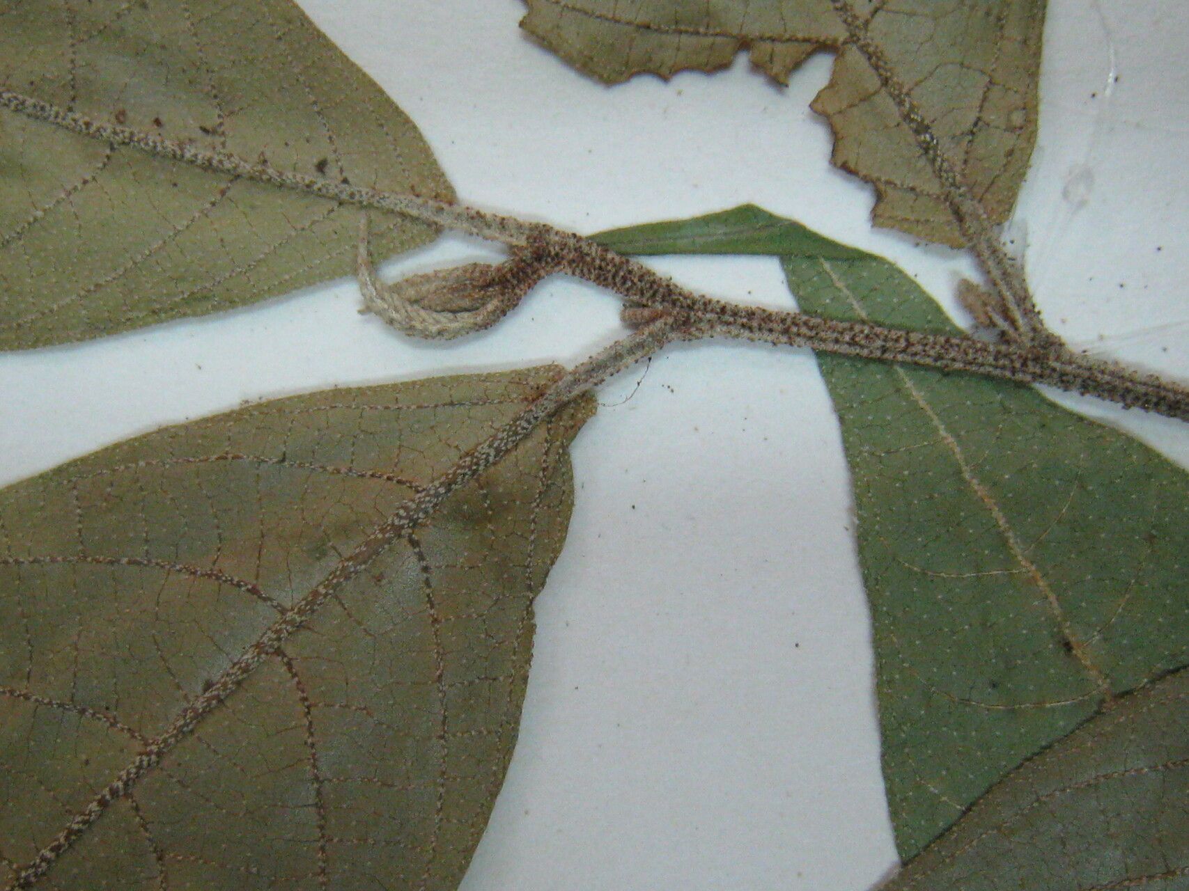 Croton cajucara — houseplant care guide