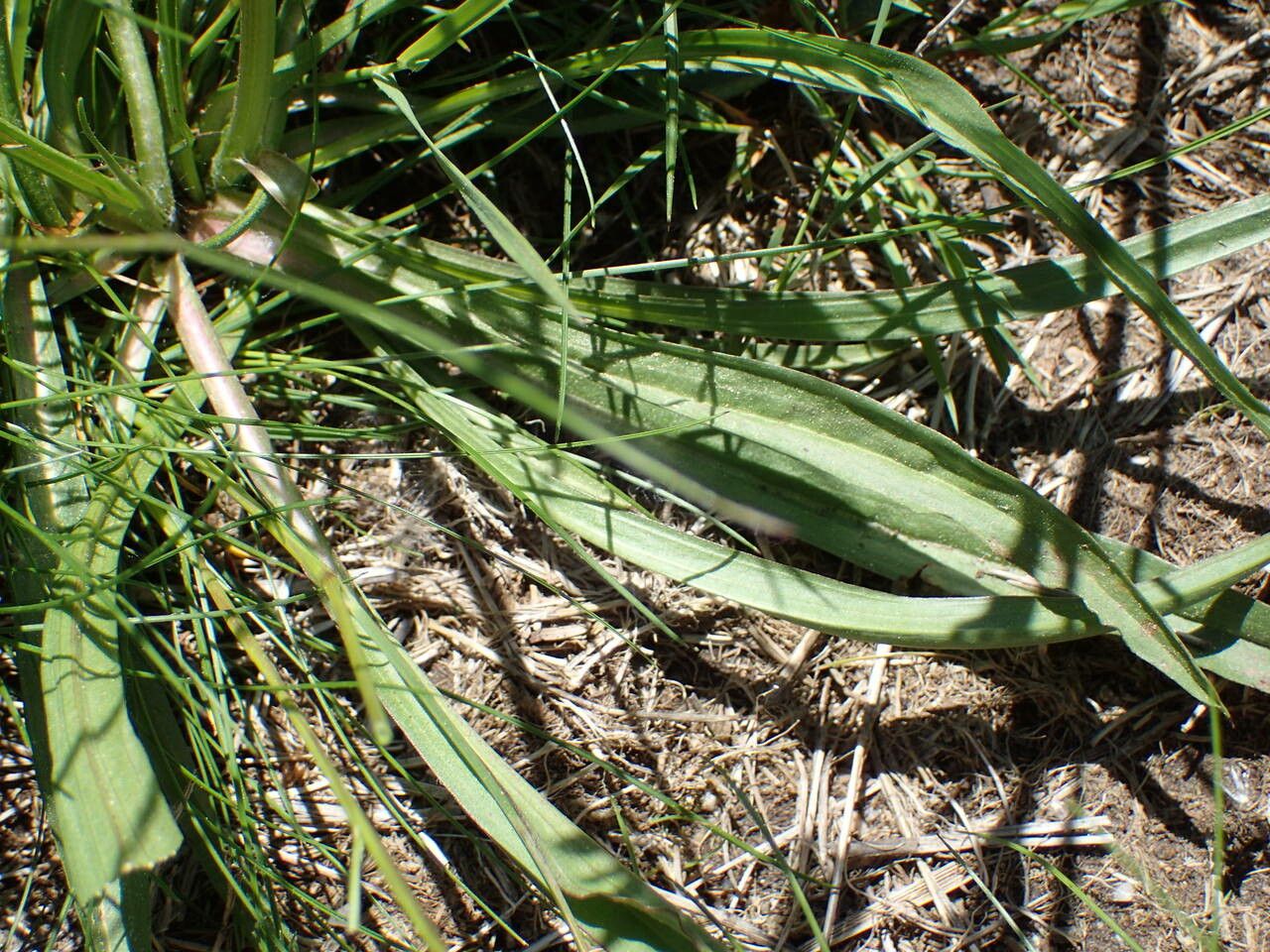 Scorzonera humilis — search result for 'Scorzonera'