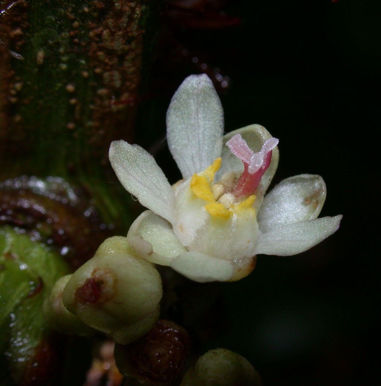 Paullinia pterocarpa flower