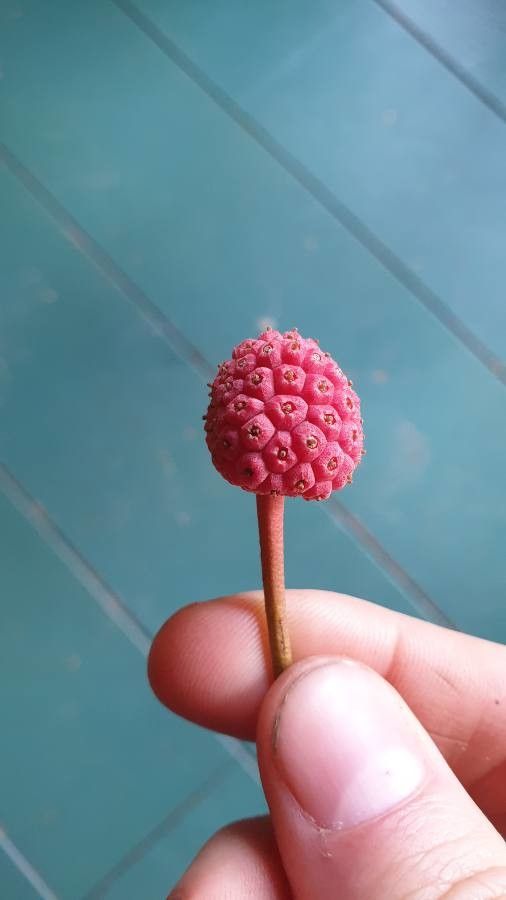 Cornus hongkongensis fruit
